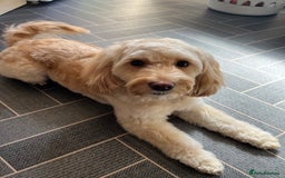 Cockapoo dogs for sale: New home needed for Priya  - Image 2