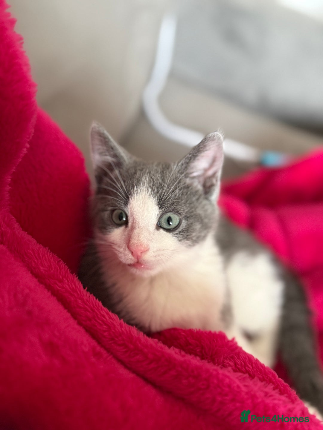 Mixed Breed cats for sale: Grey and white tabby  - Advert 11