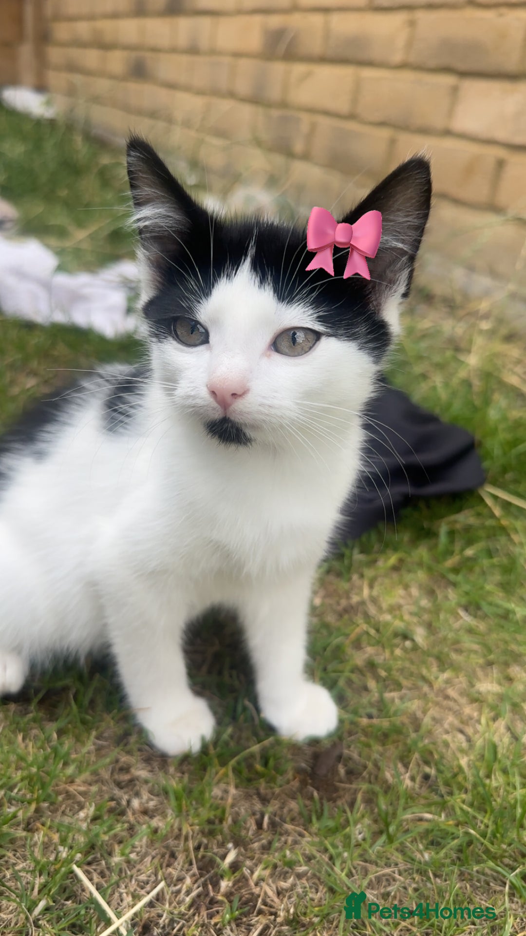 Mixed Breed cats for sale: Very cute babies  in Bedford - Image 8