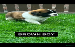 Saint Bernard dogs for sale: Stunning kc Saint Bernard puppies  - Image 21