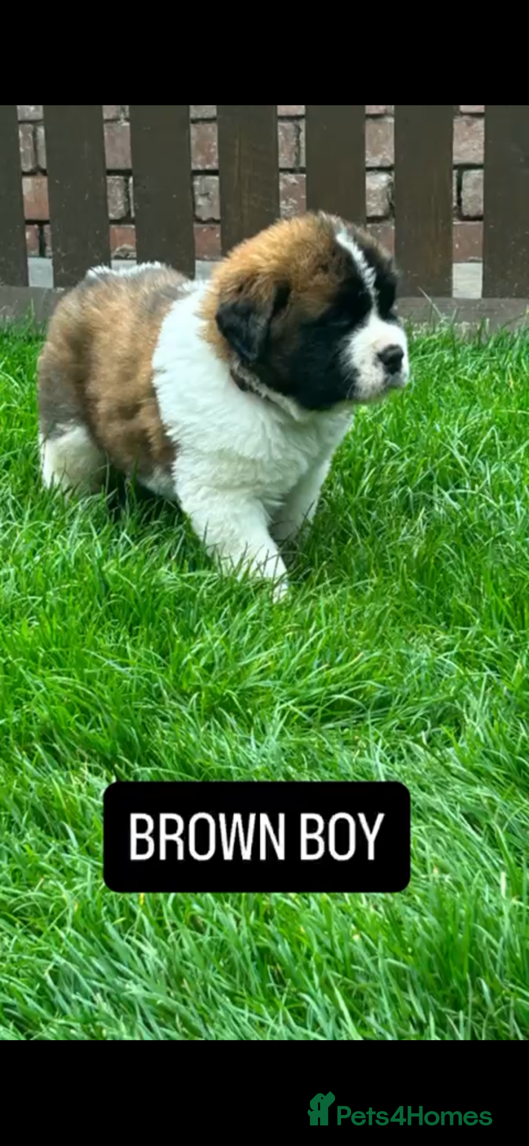 Saint Bernard dogs for sale: Stunning kc Saint Bernard puppies  - Image 21