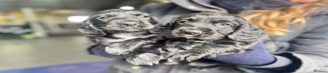 Cocker Spaniel Puppy 4