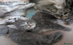 Mixed Breed cats for sale: Three incredibly beautiful kittens - Image 8
