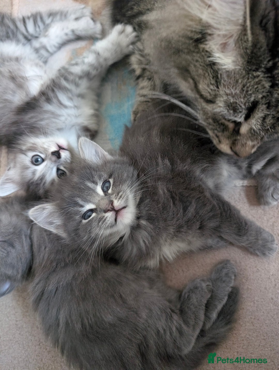 Mixed Breed cats for sale: Three incredibly beautiful kittens - Image 8