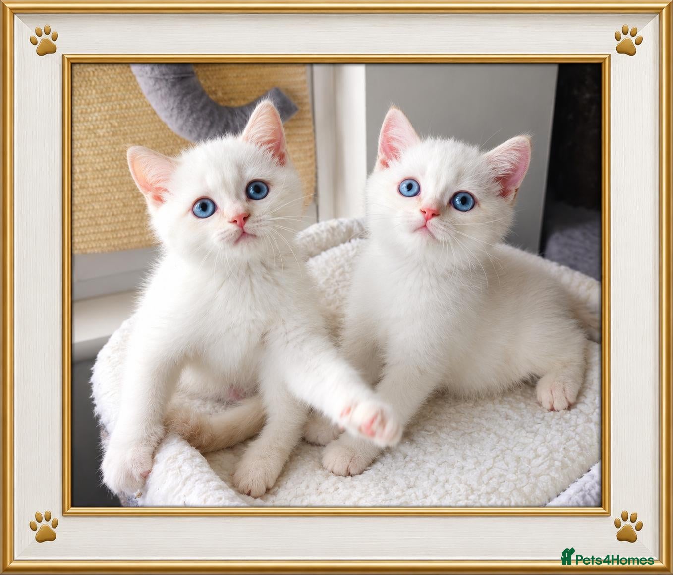 British Shorthair cats REDUCED Cream Colourpointed Boys - Advert 1
