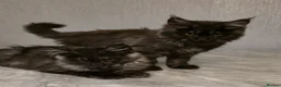Maine Coon cats for sale: 🩷 Maine coon smokey black girls 🩷 - Advert 7