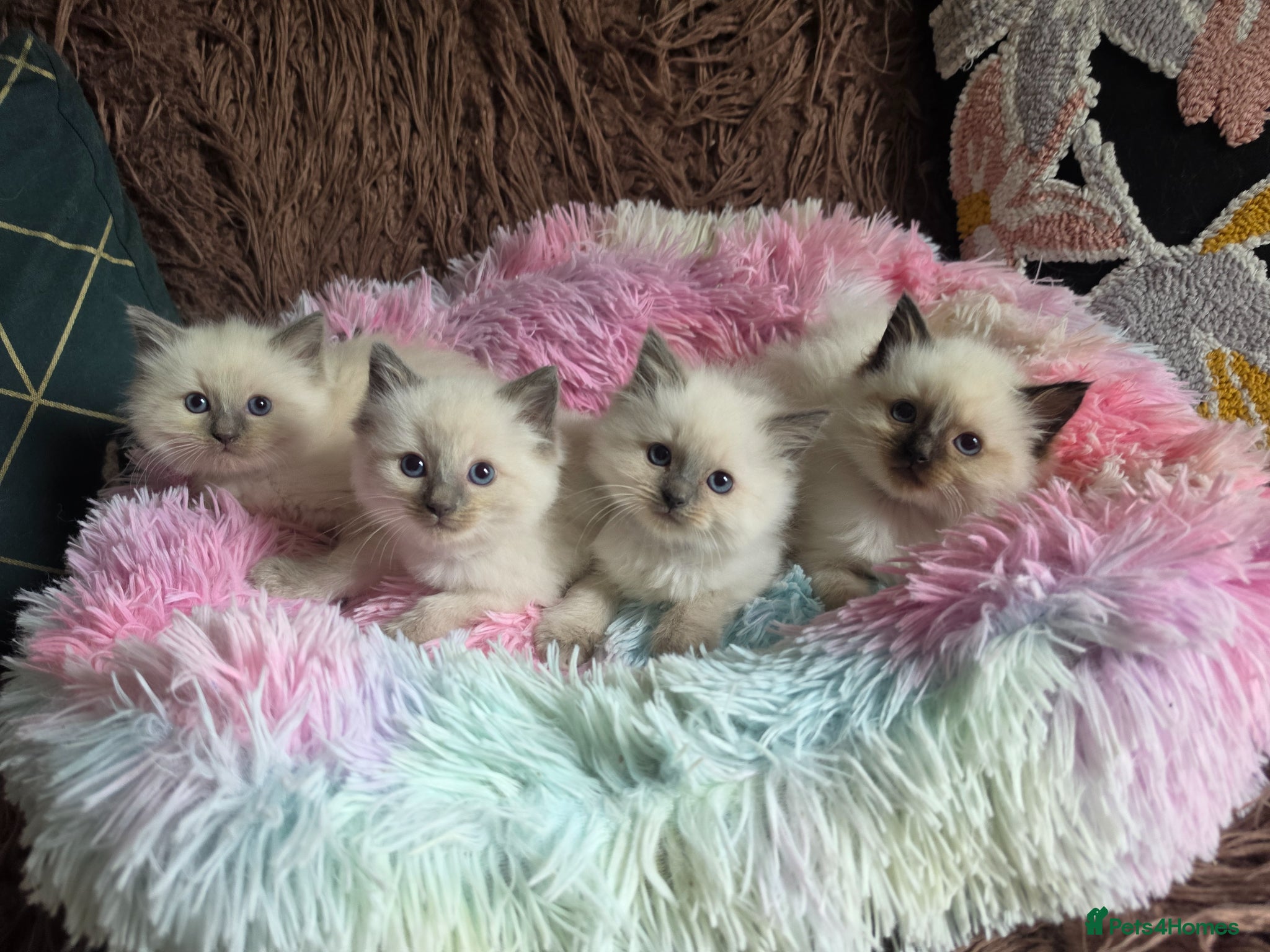 Ragdoll cats Four Stunning GCCF Registered Girls - Advert 3