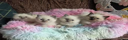 Ragdoll cats for sale: Four Stunning GCCF Registered Girls - Advert 1