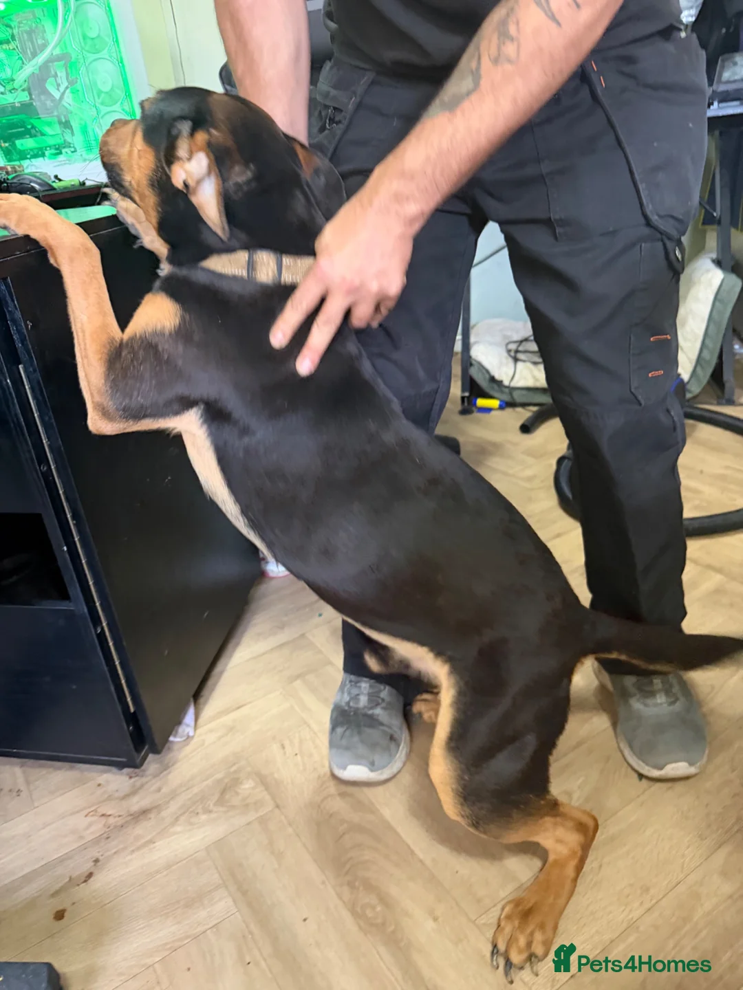 Mixed Breed dogs for sale: Vader for rehoming - Advert 4