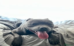 Staffordshire Bull Terrier dogs for sale: Kc registered Staffy for rehome 5 ⭐️ home needed  - Image 3