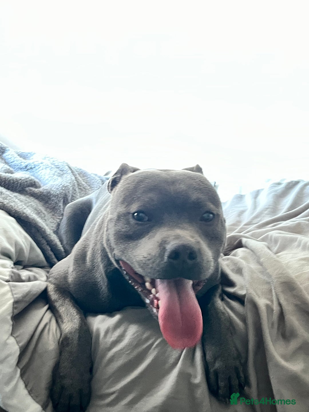 Staffordshire Bull Terrier dogs for sale: Kc registered Staffy for rehome 5 ⭐️ home needed  - Image 3
