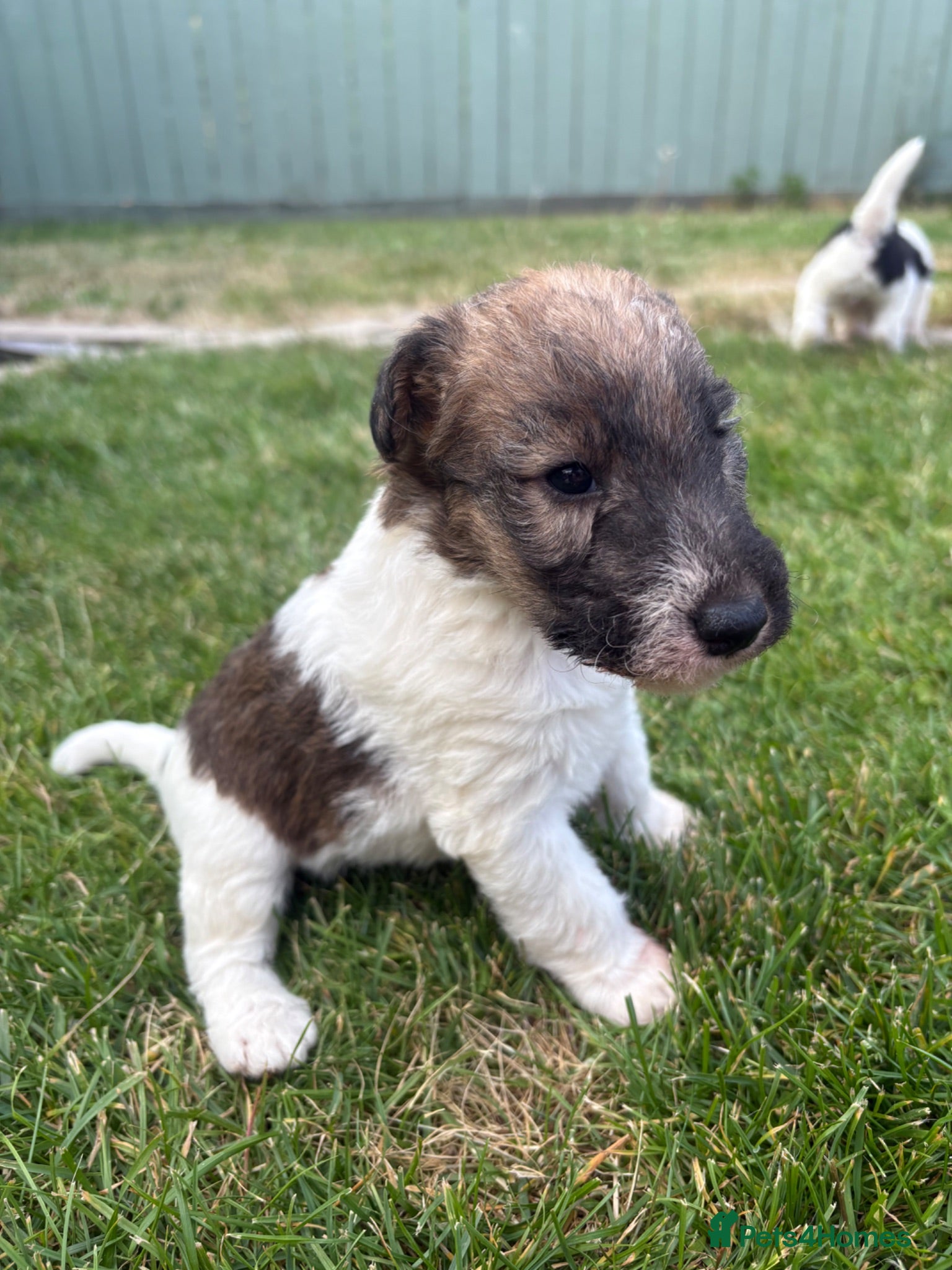 Fox Terrier dogs Fox terrier puppies kc registered  - Advert 2