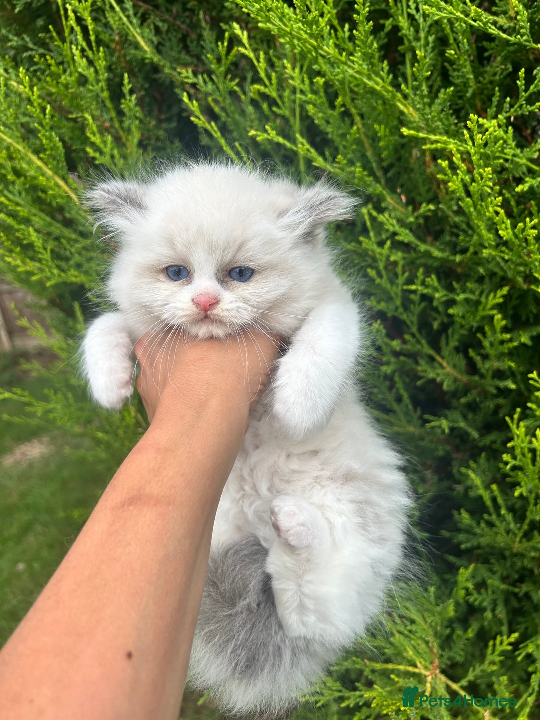 Ragdoll cats for sale: Chunky fluffy kittens! - Image 4