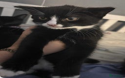 Mixed Breed cats for sale: Beautiful kittens looking for there forever home  - Image 9