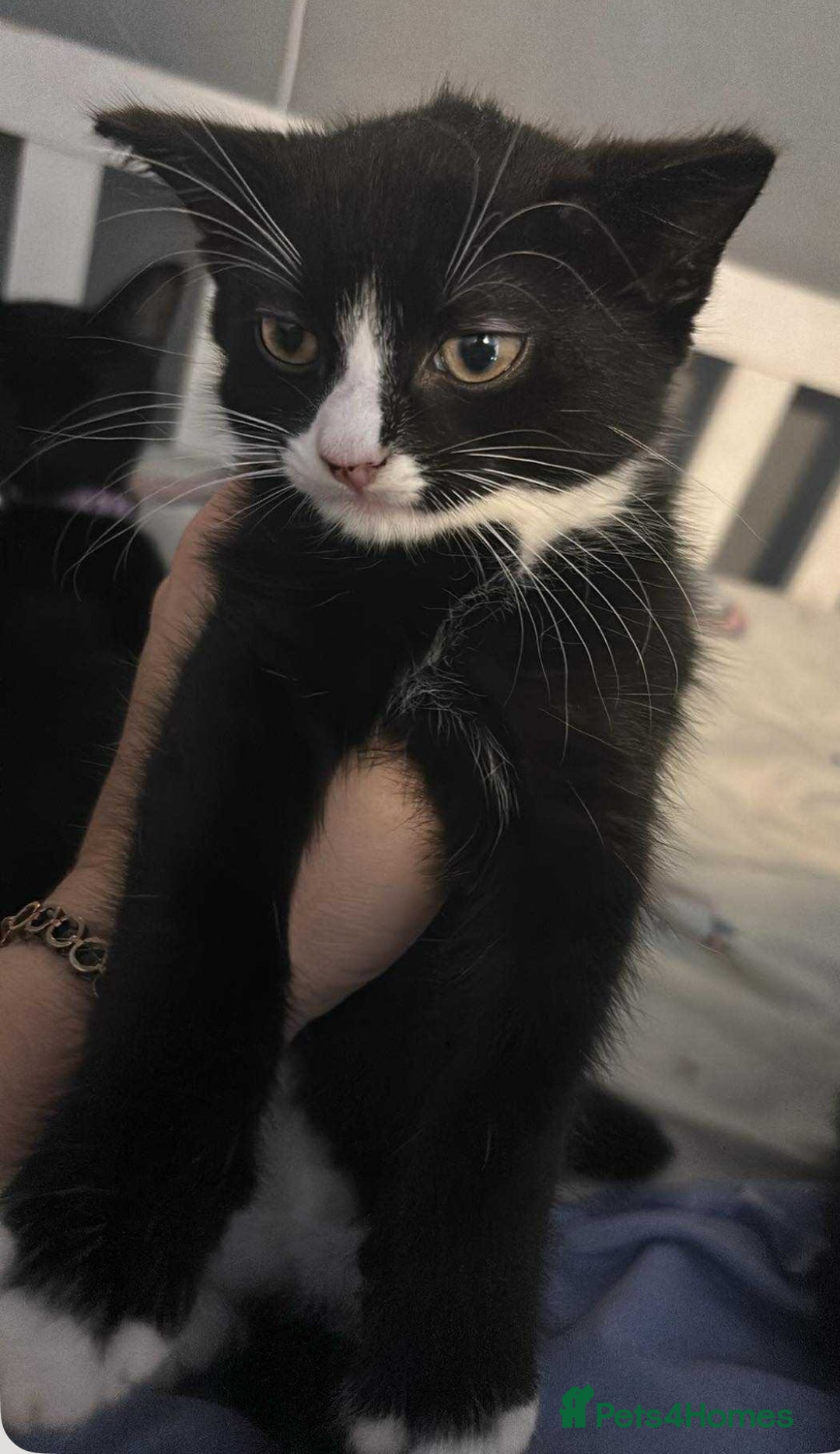 Mixed Breed cats for sale: Beautiful kittens looking for there forever home  - Image 9