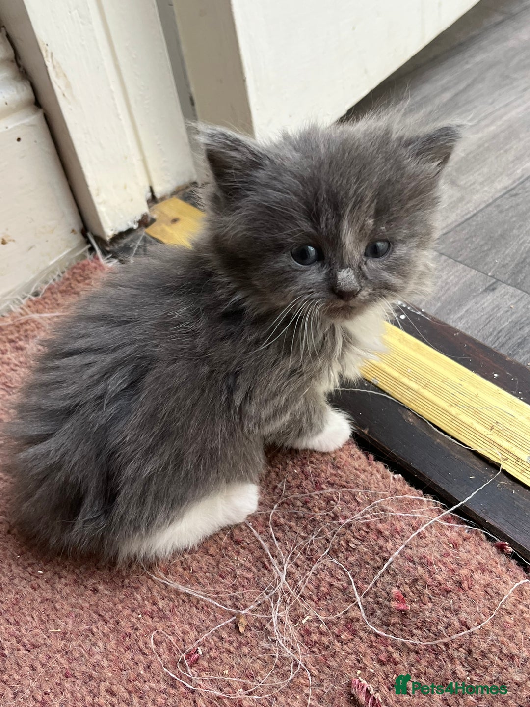 Mixed Breed cats for sale: Very friendly beautiful fluffy kittens  - Image 12
