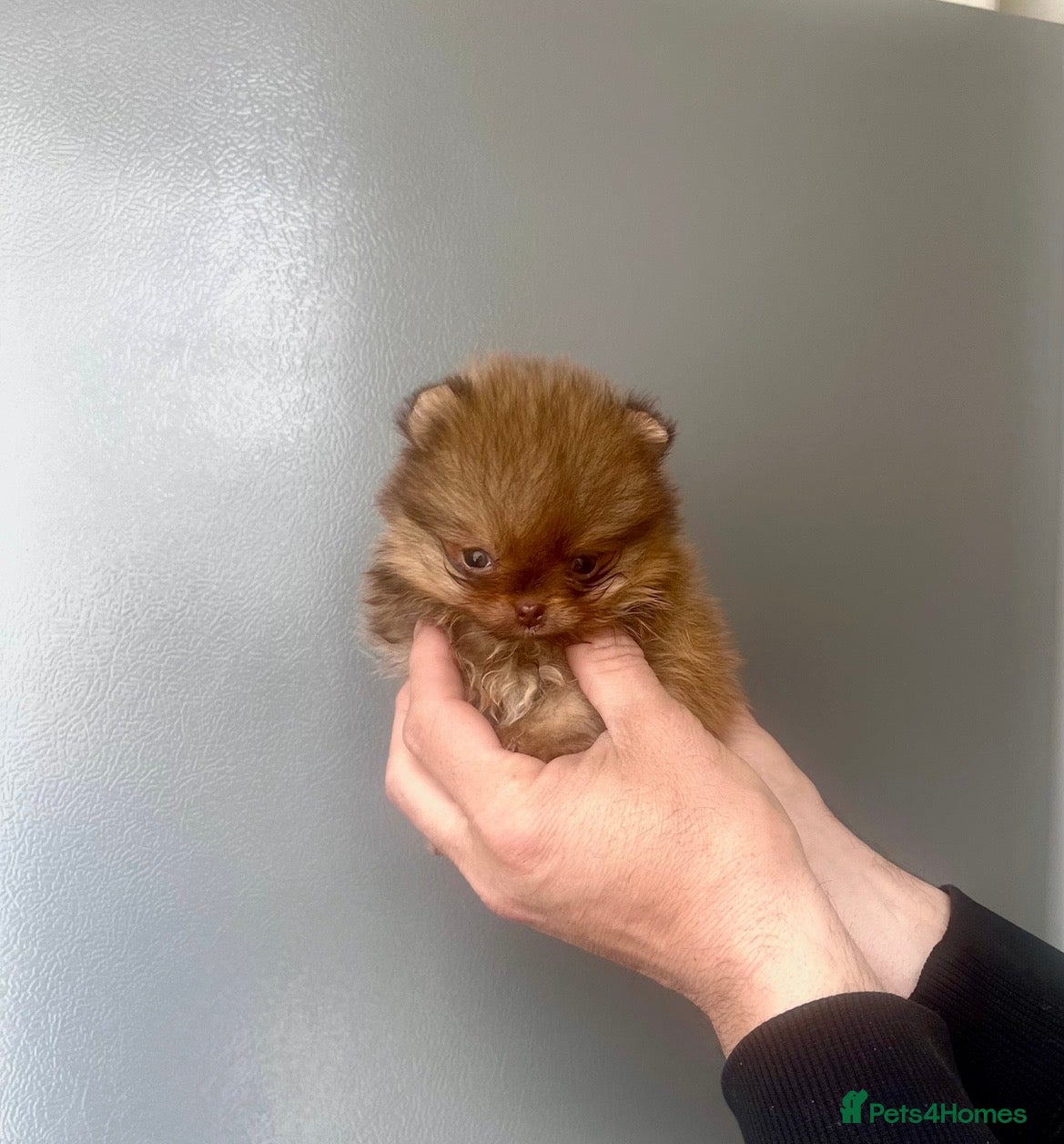 Pomeranian dogs 🔥🔝Show Class🐻Tiny🏆Championship  - Advert 2