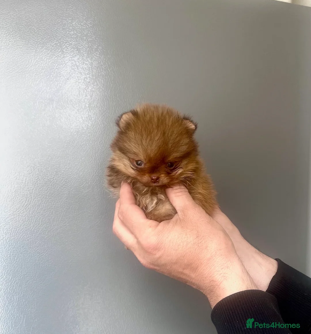 Pomeranian dogs for sale: 🔥🔝Show Class🐻Tiny🏆Championship  - Advert 2