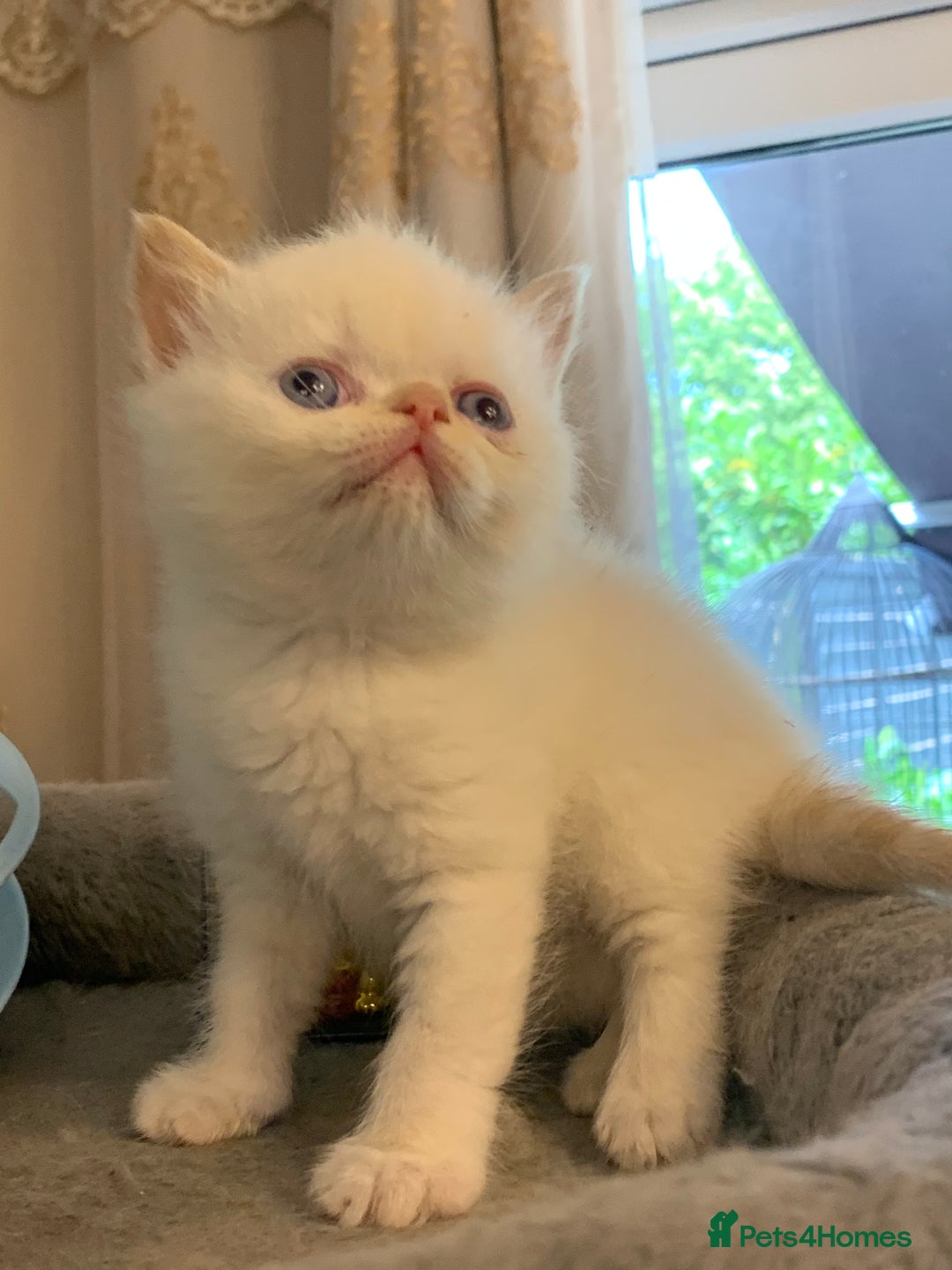 Persian cats for sale: Exotic persians  - Image 16