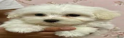 Maltipoo dogs for sale: STUNNING MALTIPOO GIRLS READY TO LEAVE NOW!  - Advert 2