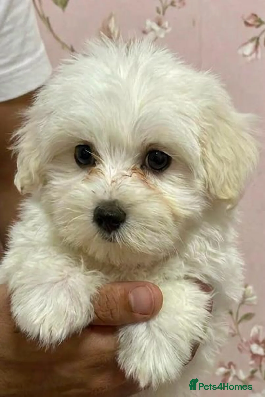 Maltipoo dogs for sale: STUNNING MALTIPOO GIRLS READY TO LEAVE NOW!  - Advert 2