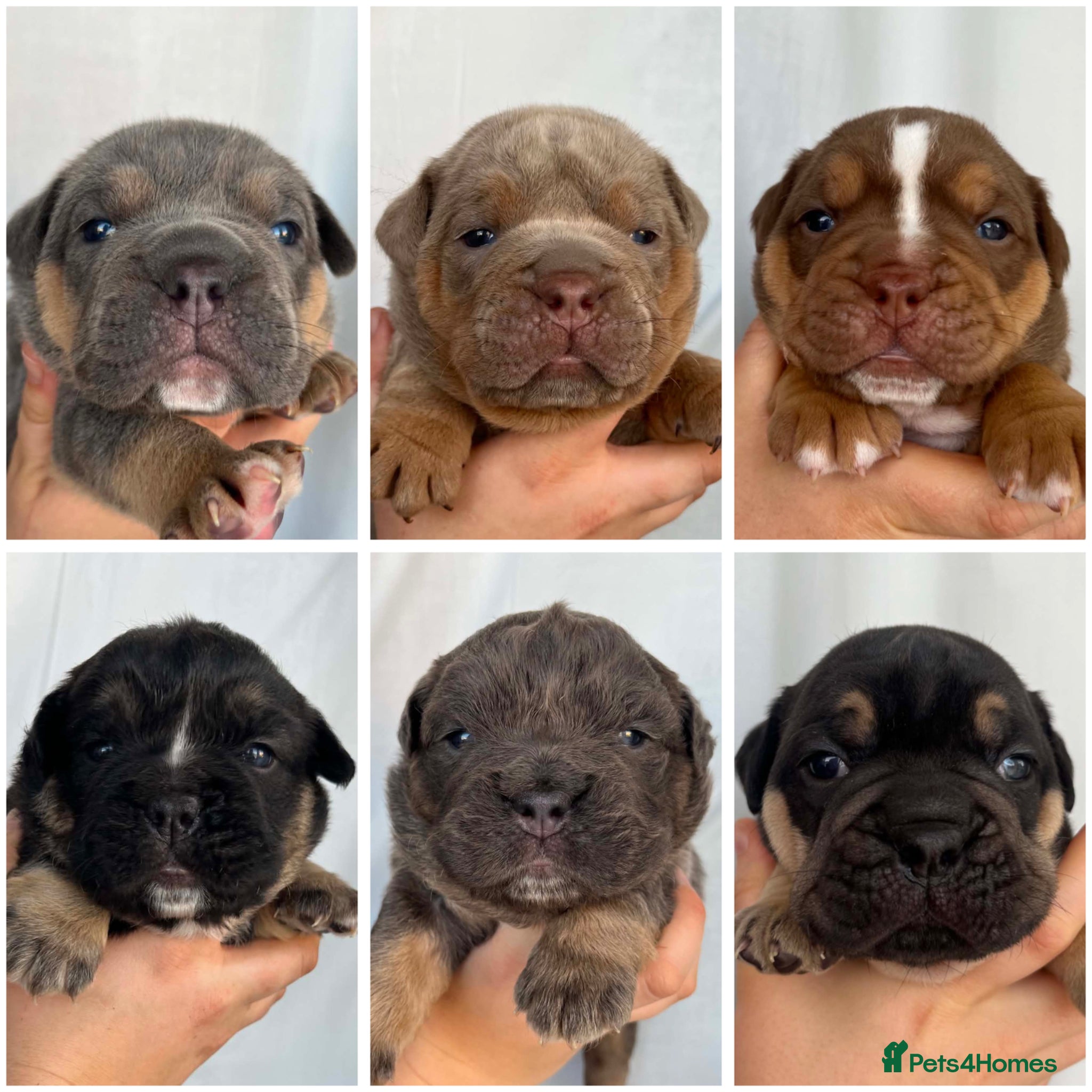 Olde English Bulldogge dogs Health Tested Champion Bloodlines OEB puppies - Advert 5