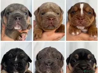 Olde English Bulldogge dogs Health Tested Champion Bloodlines OEB puppies - Advert 3