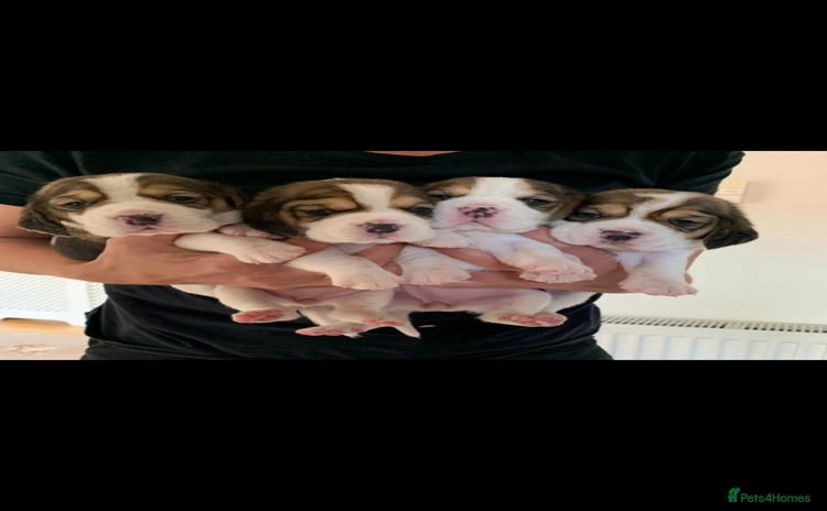 Beagle dogs - Advert 1