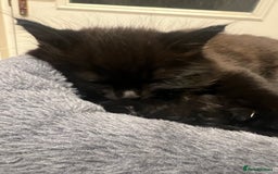 Mixed Breed cats for sale: Kittens  - Image 1