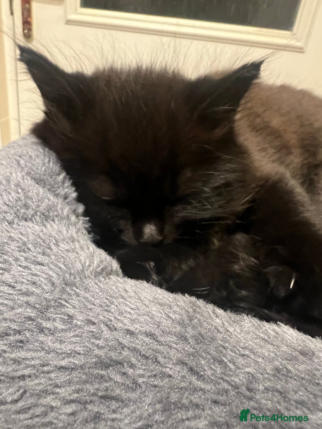 Mixed Breed cats for sale: Kittens  - Image 1
