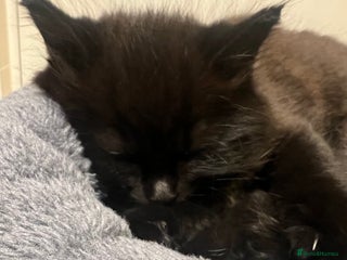 Mixed Breed cats - Advert 6