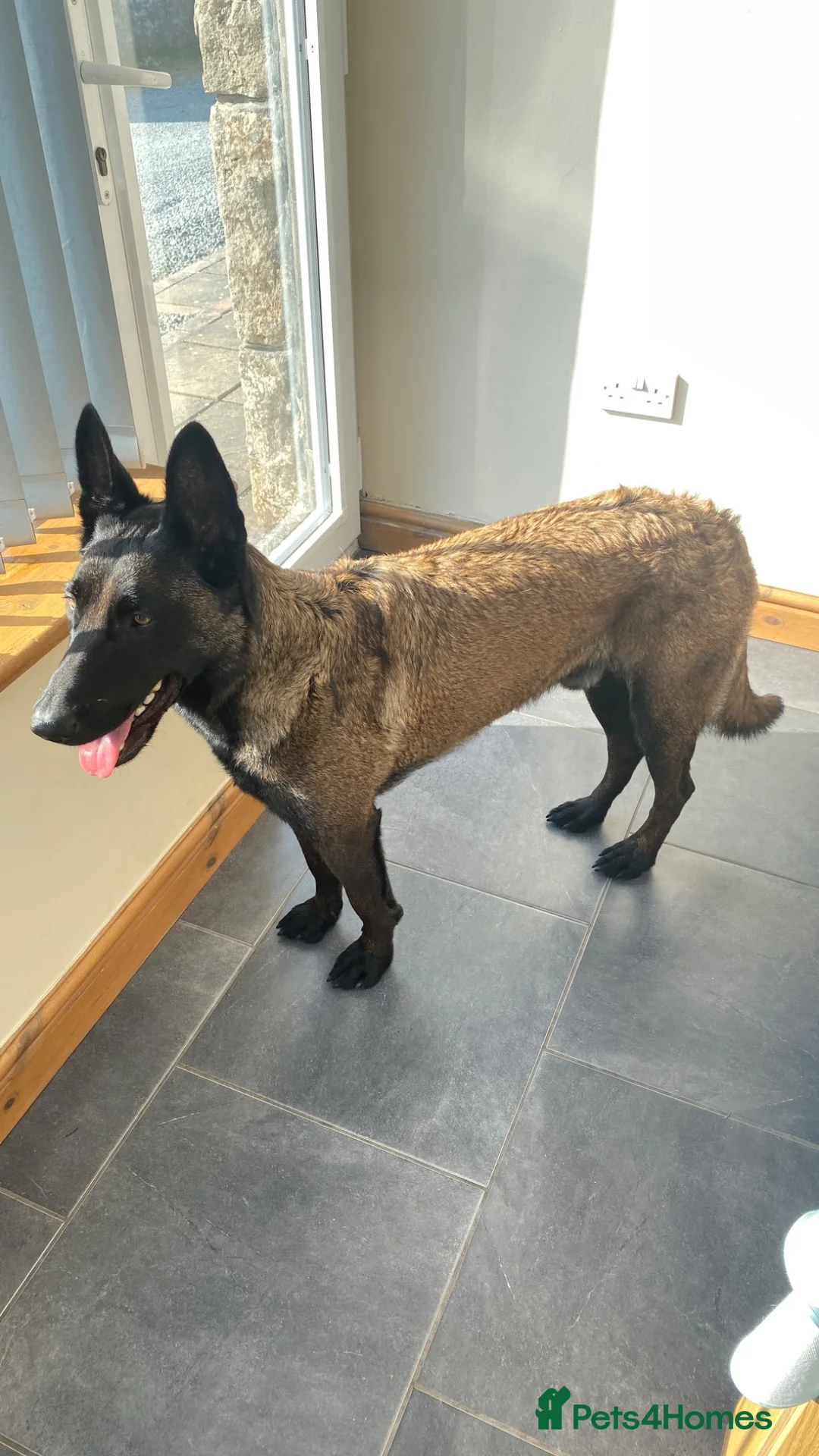 Belgian Shepherd Dog dogs for sale: 2 year old Belgian Malinois (male)  in Liverpool - Advert 6