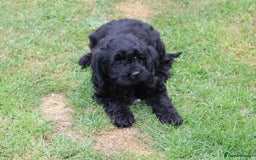 Cavapoo dogs for sale: Beautiful Cavapoo puppies for sale - Image 15
