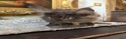 Maine Coon cats for sale: Stunning Black Smoke Boy Available Again - Advert 5