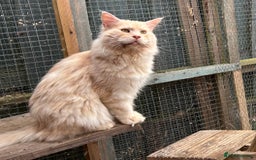 Maine Coon cats for sale: Active Maine Coon Stud for sale - Image 1