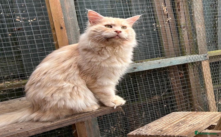 Maine Coon cats - Advert 1