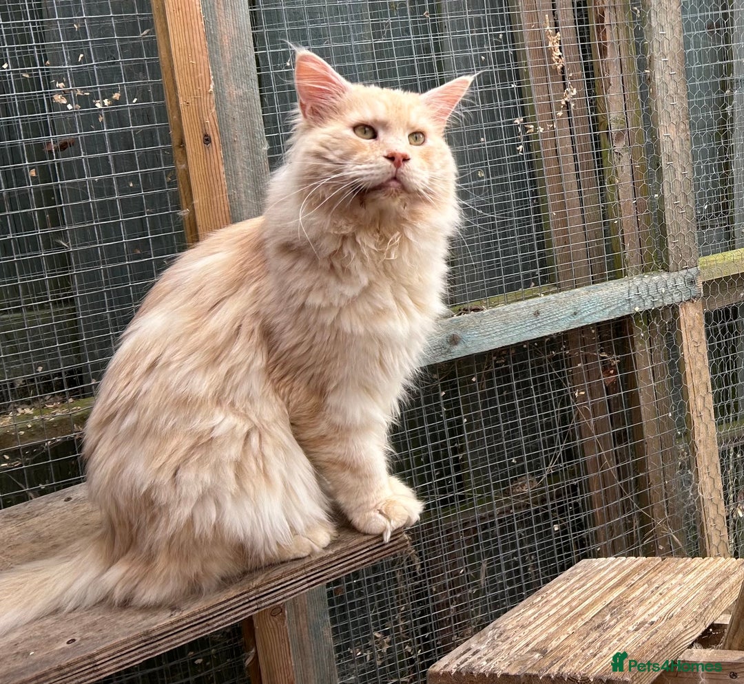 Maine Coon cats for sale: Active Maine Coon Stud for sale - Image 1