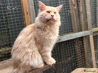 Maine Coon cats - Advert 35