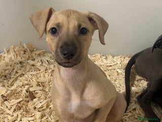 Lurcher dogs Working Lurcher - Advert 1