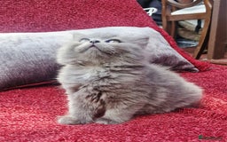 British Longhair cats for sale: Gorgeous Blue British longhair kittens - Image 7