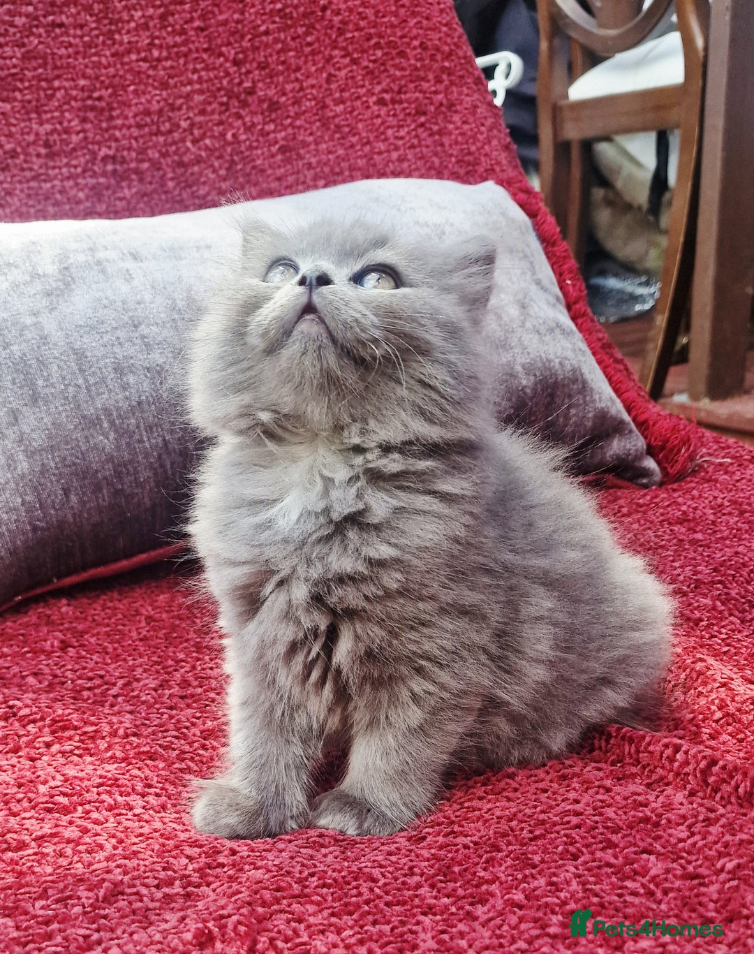 British Longhair cats for sale: Gorgeous Blue British longhair kittens - Image 7