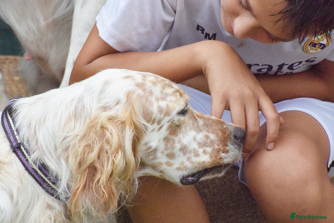 English Setter dogs for adoption: Figo  - Image 2