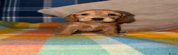 Cockapoo dogs for sale: 🧡💛💚Stunning Cockapoo Puppies - Ready 25th May - Advert 5