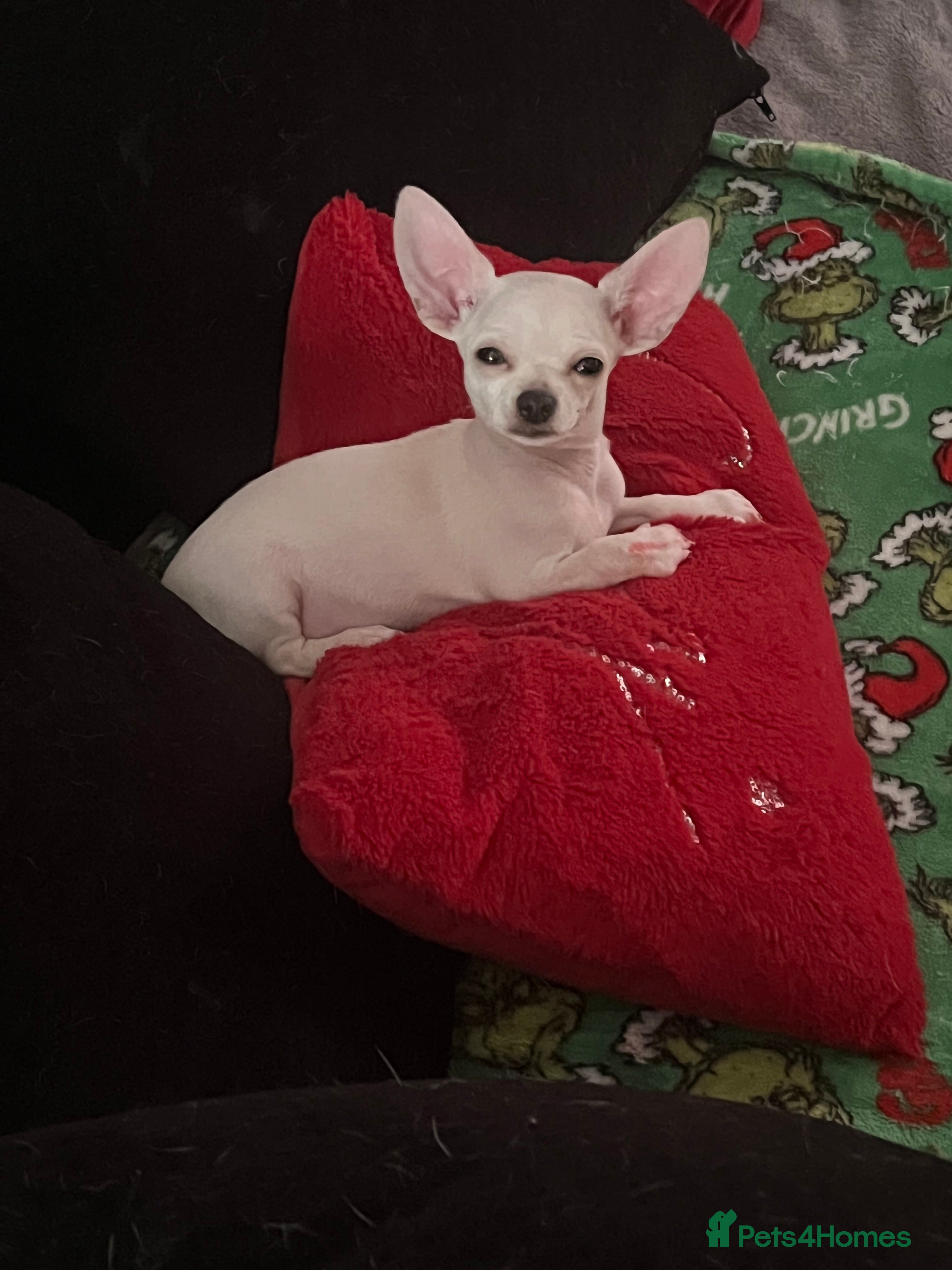 Chihuahua dogs Amazing adorable chihuahua puppies  - Advert 6