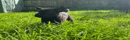 Labrador Retriever dogs for sale: Confident, Clever KC Labrador Puppies - Advert 6