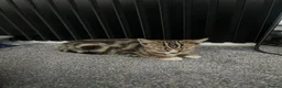 Domestic Shorthair cats for sale: Tabby kitten - Advert 5
