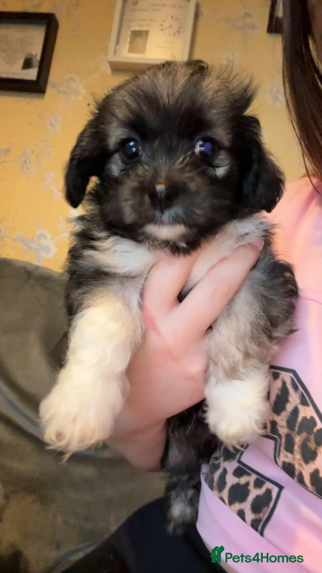 Mixed Breed dogs for sale: Stunning Chinese Crested X Shih Tzu - Advert 2