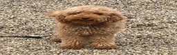 Maltipoo dogs for sale: stunning maltipoo pups  - Advert 5