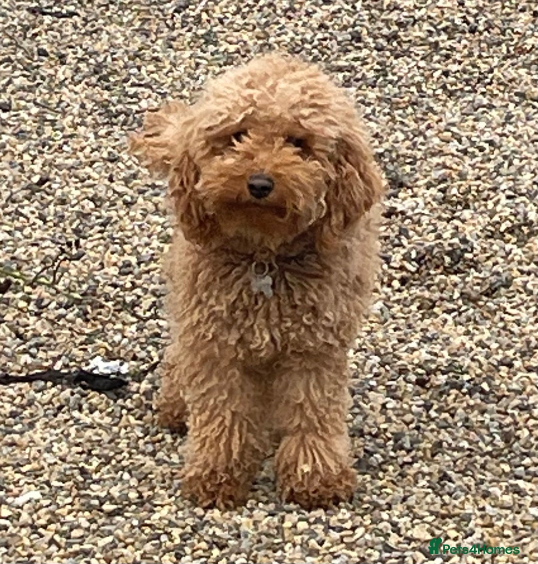 Maltipoo dogs for sale: stunning maltipoo pups  - Advert 5