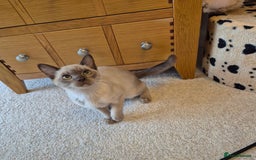 Burmese cats for sale: Gorgeous Pedigree Female Burmese Kittens - Image 8